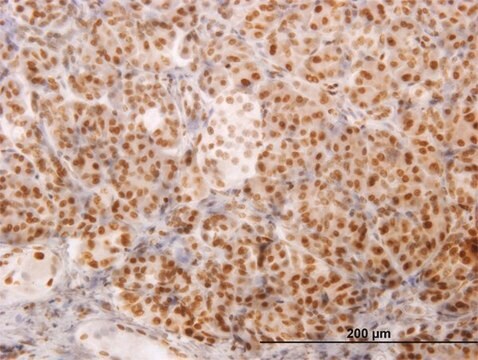 Monoclonal Anti-NCOA4 antibody produced in mouse clone 1E5, purified immunoglobulin, buffered aqueous solution