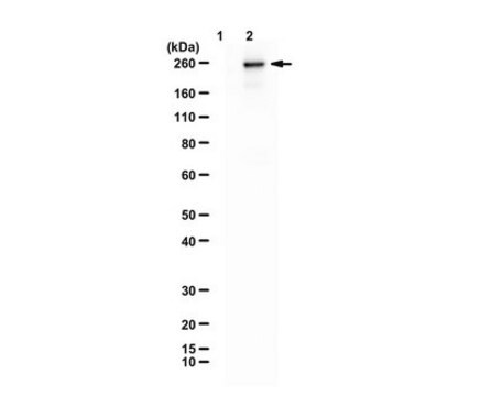 Anti-NCAM-L1 from rabbit