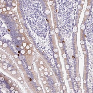 Anti-PRAP1 antibody produced in rabbit Prestige Antibodies&#174; Powered by Atlas Antibodies, affinity isolated antibody, buffered aqueous glycerol solution