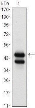 Monoclonal Anti-GATA1 antibody produced in mouse clone 4F5, ascites fluid