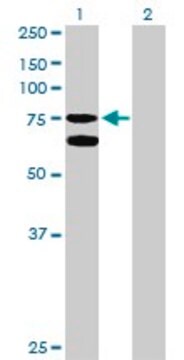 Anti-GARS antibody produced in rabbit purified immunoglobulin, buffered aqueous solution