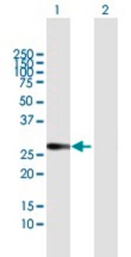 Anti-AQP1 antibody produced in mouse purified immunoglobulin, buffered aqueous solution