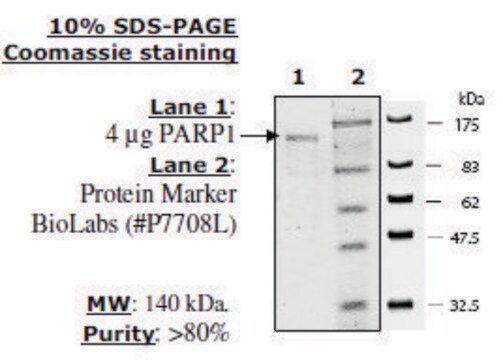 PARP1 Active human recombinant, expressed in baculovirus infected insect cells, &#8805;80% (SDS-PAGE)