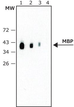 Monoclonal Anti-Maltose Binding Protein (MBP) antibody produced in rat 1.0&#160;mg/mL, clone MBP 7G4, purified immunoglobulin