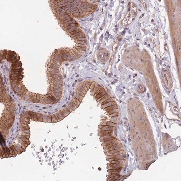 Anti-OR4C3 antibody produced in rabbit Prestige Antibodies&#174; Powered by Atlas Antibodies, affinity isolated antibody, buffered aqueous glycerol solution