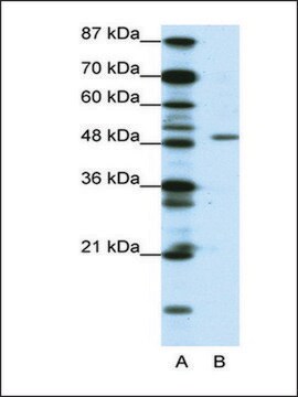 Anti-DPF2 antibody produced in rabbit IgG fraction of antiserum