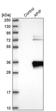 Anti-APIP antibody produced in rabbit Prestige Antibodies&#174; Powered by Atlas Antibodies, affinity isolated antibody, buffered aqueous glycerol solution, ab1