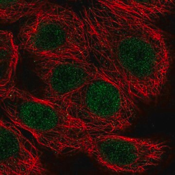 Anti-MAZ antibody produced in rabbit Prestige Antibodies&#174; Powered by Atlas Antibodies, affinity isolated antibody