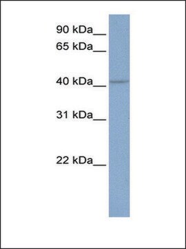 Anti-KCNN4 antibody produced in rabbit affinity isolated antibody