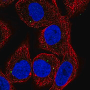 Anti-CYP27C1 antibody produced in rabbit Prestige Antibodies&#174; Powered by Atlas Antibodies, affinity isolated antibody