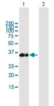 Anti-FAM21C antibody produced in mouse purified immunoglobulin, buffered aqueous solution