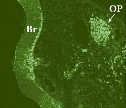 Anti-Phosphacan Antibody culture supernatant, Chemicon&#174;