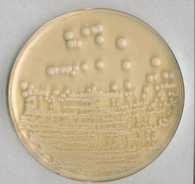 Selective agar for pathogenic fungi for the isolation of pathogenic fungi (contains Cycloheximide)