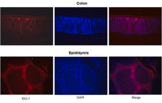 Anti-IDO-1 Antibody, clone 4B7 | MABF850 clone 4B7, from mouse