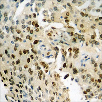 Anti-phospho-NF-kappaB p65 (pSer276) antibody produced in rabbit affinity isolated antibody