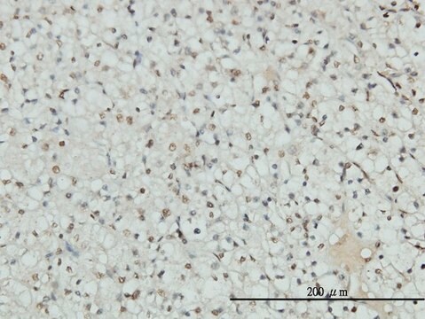 Monoclonal Anti-AR antibody produced in mouse clone 1G3, purified immunoglobulin, buffered aqueous solution