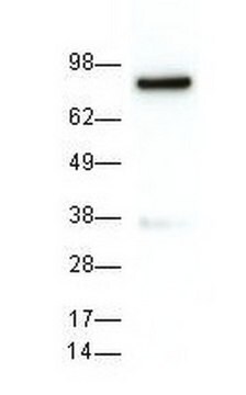 Anti-Hsp90&#945; Mouse mAb (EMD-17D7) liquid, clone EMD-17D7, Calbiochem&#174;