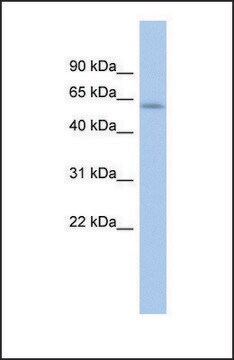 Anti-LEMD2 antibody produced in rabbit affinity isolated antibody