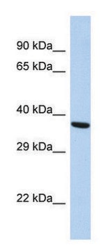 Anti-BDNF (N-terminal) antibody produced in rabbit affinity isolated antibody