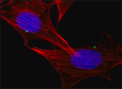 Anti-&#947;-Tubulin (DQ-19) antibody produced in rabbit IgG fraction of antiserum, buffered aqueous solution