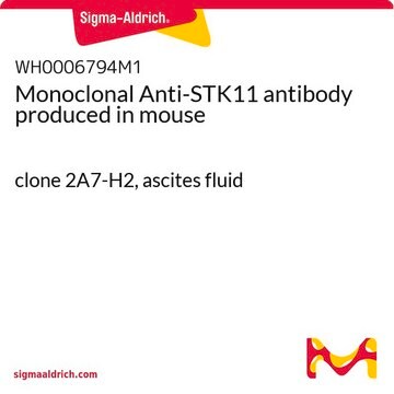 Monoclonal Anti-STK11 antibody produced in mouse clone 2A7-H2, ascites fluid