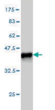 Monoclonal Anti-ENPP3 antibody produced in mouse clone 1G11, purified immunoglobulin, buffered aqueous solution