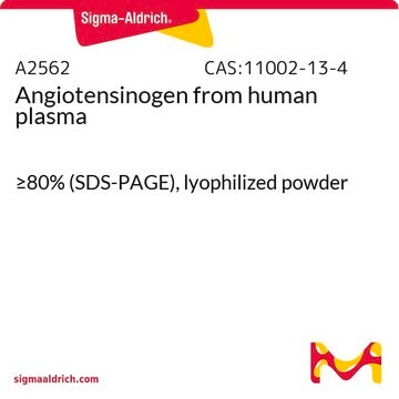 Angiotensinogen from human plasma &#8805;80% (SDS-PAGE), lyophilized powder