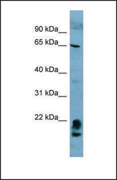 Anti-FAM134A, (N-terminal) antibody produced in rabbit affinity isolated antibody