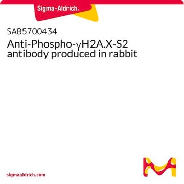 Anti-Phospho-&#947;H2A.X-S2 antibody produced in rabbit