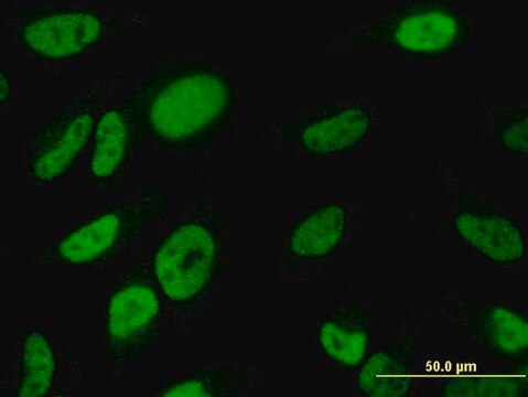 ANTI-TBX18 antibody produced in mouse clone 4D3, purified immunoglobulin, buffered aqueous solution