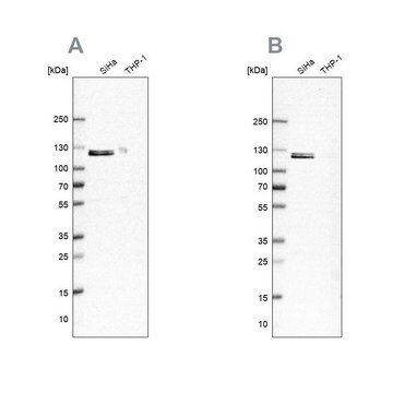 ANTI-UBA1 antibody produced in rabbit Ab1, Prestige Antibodies&#174; Powered by Atlas Antibodies, affinity isolated antibody, buffered aqueous glycerol solution