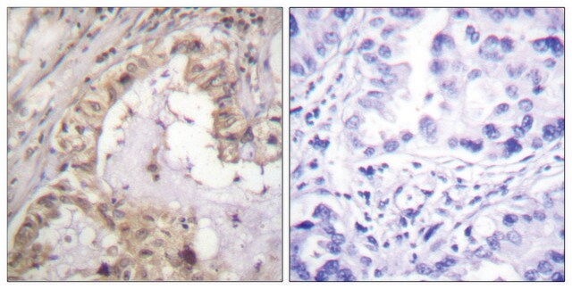 Anti-BCL-XL antibody produced in rabbit affinity isolated antibody