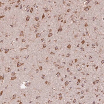 Anti-EIF2S1 antibody produced in rabbit Prestige Antibodies&#174; Powered by Atlas Antibodies, affinity isolated antibody, buffered aqueous glycerol solution