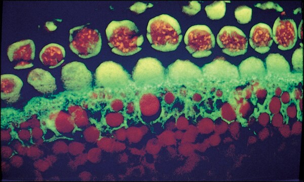 Anti-Mouse IgG (whole molecule)&#8722;Biotin antibody produced in goat affinity isolated antibody, buffered aqueous solution