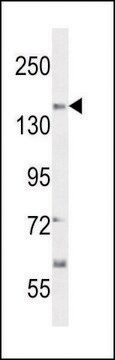 ANTI-CT117 (N-TERM) antibody produced in rabbit IgG fraction of antiserum, buffered aqueous solution