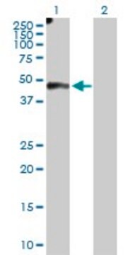 Anti-EFEMP2 antibody produced in rabbit IgG fraction of antiserum, buffered aqueous solution