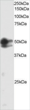 Anti-SMAD2/MADH2 antibody produced in goat affinity isolated antibody, buffered aqueous solution