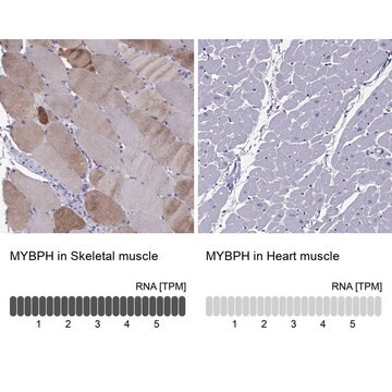 Anti-MYBPH antibody produced in rabbit Prestige Antibodies&#174; Powered by Atlas Antibodies, affinity isolated antibody