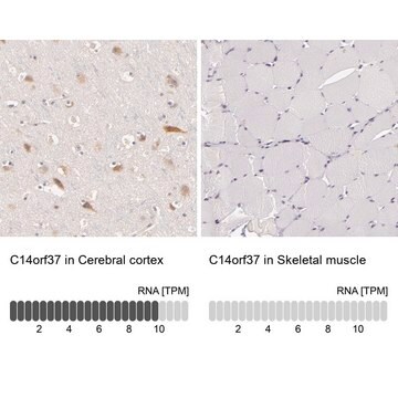 Anti-C14orf37 antibody produced in rabbit Prestige Antibodies&#174; Powered by Atlas Antibodies, affinity isolated antibody, buffered aqueous glycerol solution