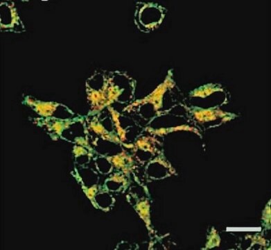 BioTracker 575 Red Fe2+ Dye Live cell imaging dye for iron (Fe2+) that localizes in golgi organelles.