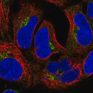 Anti-CLASP2 antibody produced in rabbit Prestige Antibodies&#174; Powered by Atlas Antibodies, affinity isolated antibody