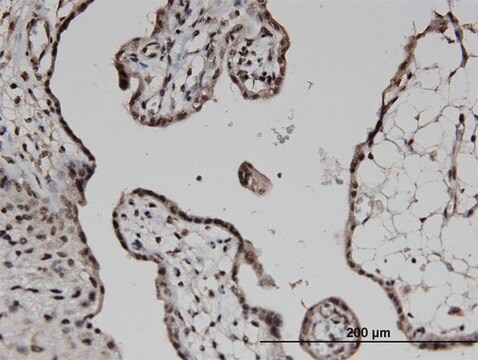 Monoclonal Anti-COPS6 antibody produced in mouse clone 2H5, purified immunoglobulin, buffered aqueous solution