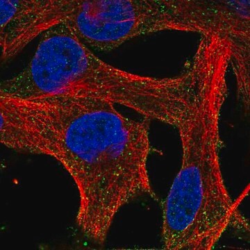 Anti-HEBP1 antibody produced in rabbit Prestige Antibodies&#174; Powered by Atlas Antibodies, affinity isolated antibody