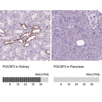 Anti-POU3F3 antibody produced in rabbit Prestige Antibodies&#174; Powered by Atlas Antibodies, affinity isolated antibody, buffered aqueous glycerol solution