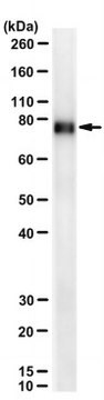 Anti-PLZF/ZBTB16 Antibody, clone Mags-21F7