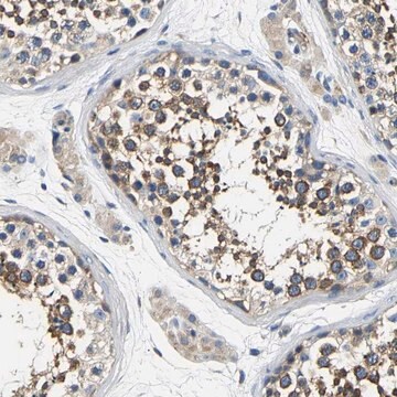 Anti-CSDE1 antibody produced in rabbit Prestige Antibodies&#174; Powered by Atlas Antibodies, affinity isolated antibody, buffered aqueous glycerol solution