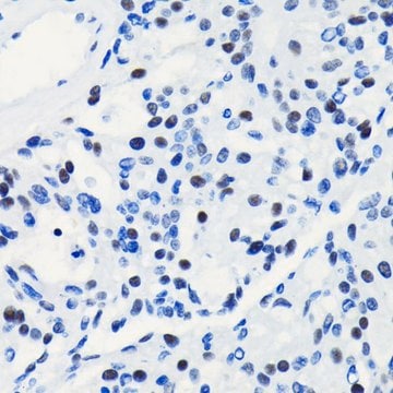 Anti-BRG1/SMARCA4 antibody produced in rabbit