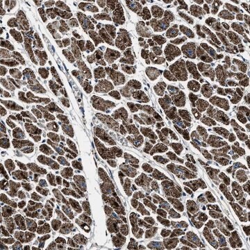 Anti-OGDH antibody produced in rabbit Prestige Antibodies&#174; Powered by Atlas Antibodies, affinity isolated antibody, buffered aqueous glycerol solution