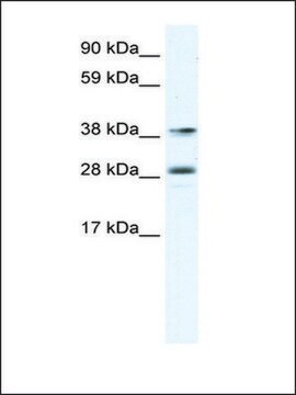 Anti-MEF2B antibody produced in rabbit IgG fraction of antiserum