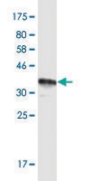 Monoclonal Anti-MUC12 antibody produced in mouse clone 8B10, purified immunoglobulin